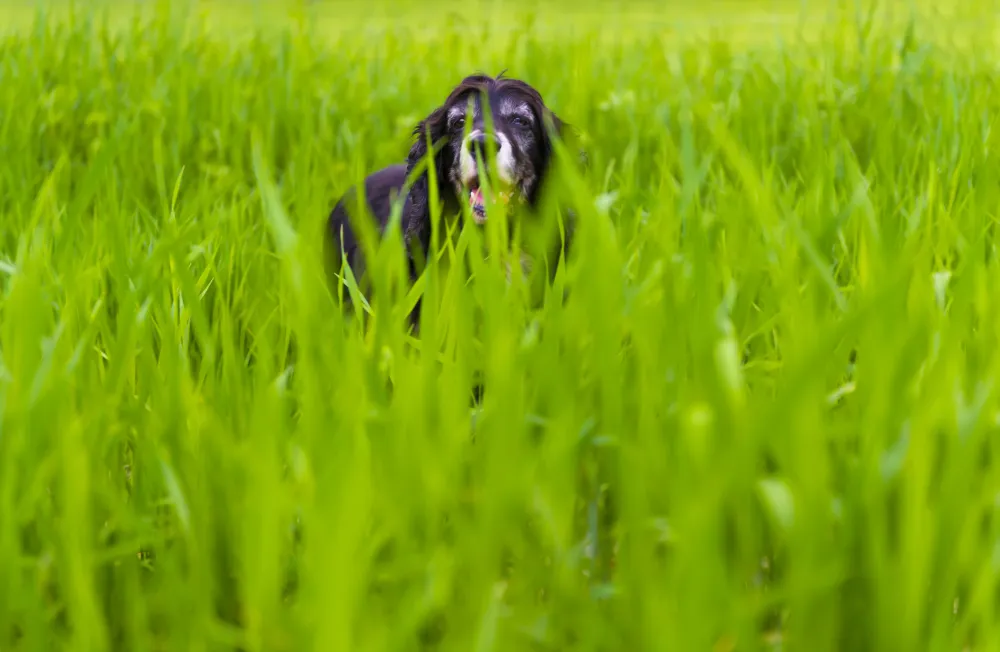 Schwarzer Cocker Spaniel spielt im hohen Gras