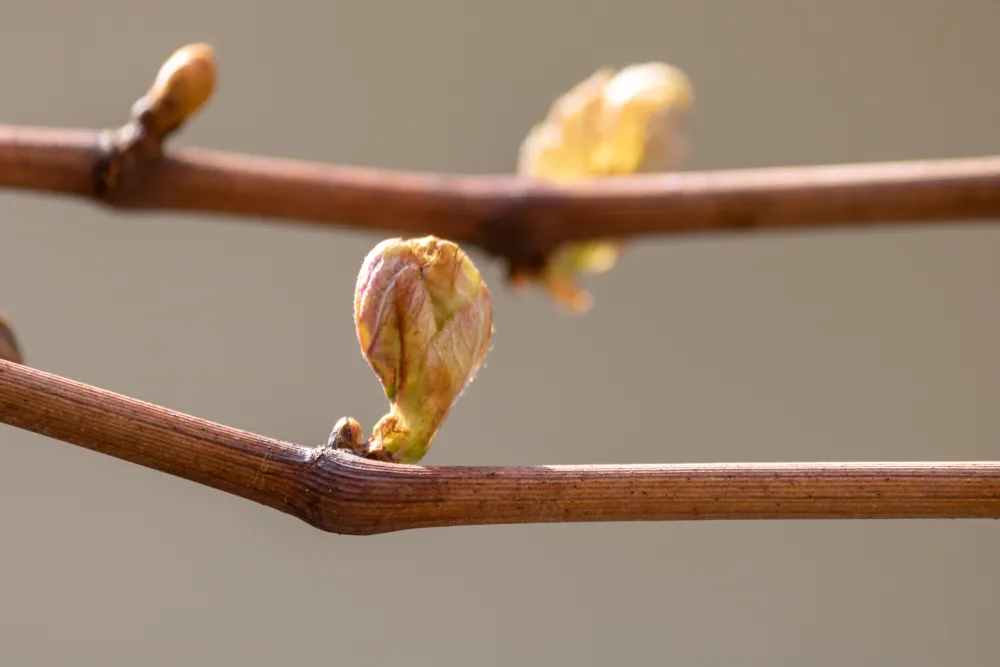 Knospen an Zweigen kurz vor dem Aufblühen