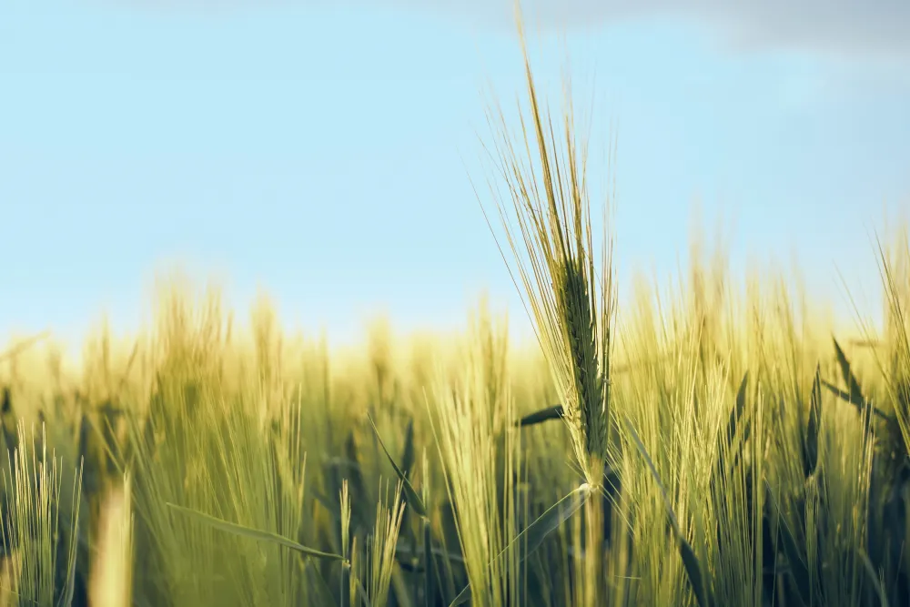 Grüne Roggenähren im Feld vor blauem Himmel