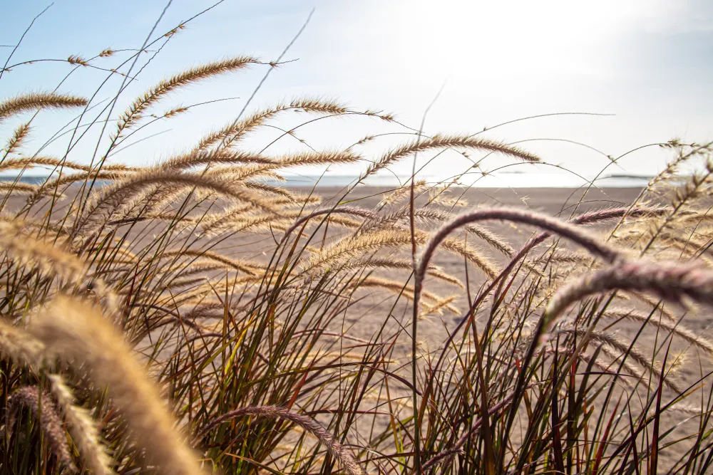 Wildgräser mit Rispen im Sonnenlicht