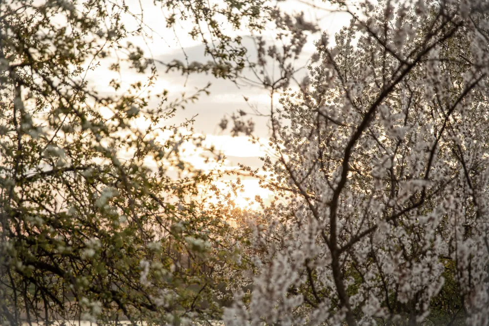 Blühende Baumzweige im Gegenlicht der Abendsonne